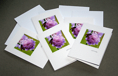 Spotty Bug Notecards (pack of 5) - Handcrafted Notecards - dr15-0002